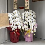 中華そば 政好 - 店頭のお祝いのお花①