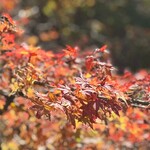 みのお滝茶屋 楓来坊 - 