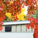 御所の紅葉