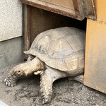 田舎うどん てつ - 