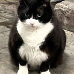 yaman - 市場のアイドル：ウラ君（♂）