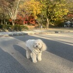 四季彩うどん 華きんとん - 