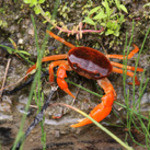 九州から、沢ガニ参加、美味、高級なお煎餅の食感、小さいが味噌の濃厚な味わい