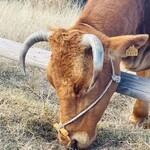 いまきん食堂 - あか牛