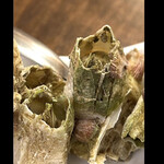 すし征 - フジツボ〜　カメノテにもにてる感〜　　byまみこまみこ