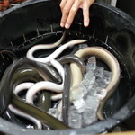 かぶと - ひときわ大きい2匹が天然もの この日は1kgサイズ 2014.12.x