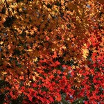 らぁ麺 とうひち - 