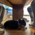活き活き家 - テーブル下の愛犬
