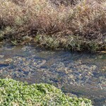 ツキガワドライブイン - キラキラ✨