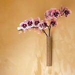 すが弥 - 壁には胡蝶蘭。パンジーに似ているけれど、Googleさんがよう言うので胡蝶蘭にしておきます\(//∇//)\