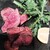 Azzurro520 - 料理写真: