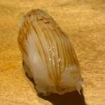 寿し おおはた - 