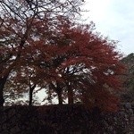 菓心おおすが - 彦根城の紅葉