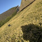 バームファクトリー - 