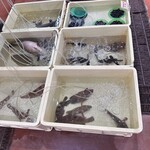 とれたて館 - 