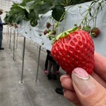 小谷野果樹園 - 