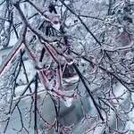 The Prince Karuizawa