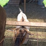 卵の郷ベーカリー てとて - 