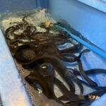 炭焼鰻 寝床 - 普通サイズ鰻だそうです