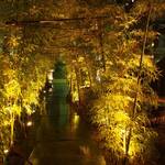 飛騨牛一頭家 馬喰一代 長良本家 - 