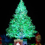 函館洋菓子スナッフルス - '14.12.10　クリスマス イベント　樅木のライトアップ