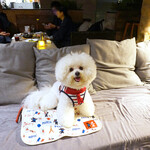 333945470 - ベアトリーチェもお気に入り