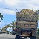taramacafe - 折しも島はサトウキビの収穫の時期で、大きなダンプが黍をまき散らしながら爆走する、ある意味季節の風物詩です。大好きなサトウキビ畑がツルッ◯ケ゚になるので、あまり嬉しくない時期です。