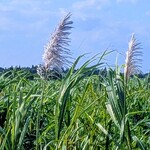 taramacafe - サトウキビの花が咲くと収穫、宮古島の秋です。