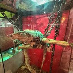 Lm's - 爬虫類くん他にも、大小多数いてました！