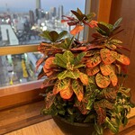 ラウンジ サウスコート - 