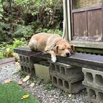 伊豆味そば - マクラくん（♂）