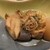 晩彩和風料理 だいこん亭 - 料理写真: