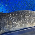 お食事処 みず - え、ジンベエザメ近