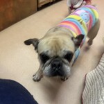 保護犬カフェ 天神橋店 - 