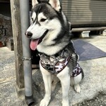 鶏もも焼き 鶏ひろ - 