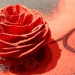 ル スプートニク - ビーツのバラ