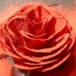 ル スプートニク - ビーツのバラ