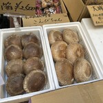 太常うどん - デカすぎるしいたけ。店頭で箱売りもしてました。