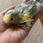 アンデルセン - お迎えした、めめちゃん