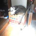 大喜多 - 激カワ看板猫のチョビくん