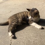 大喜多 - ほぼ眠りかけているチョビくん