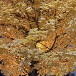 ジェリコの戦い - 富山市内のメインストリートのイチョウが黄金色に！