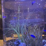 上野 アクアリウムレストラン Nautilus - 
