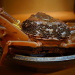 松川 - 【冬】越前蟹（松葉蟹）、福井県三国港水揚げの黄色いタグが眩しい(2014.12.13)