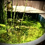 きし本 - お店前の睡蓮鉢、メダカ