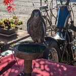 ナカガワ☆スエ食堂 - マスターの相棒