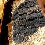 新栄記 東京店 - 