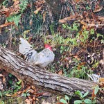 とりそば 下地橋 - 