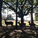 うな菊 - 食後は春日大社へ向かいます