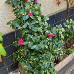 ひろ作 - 植木さんでーす。